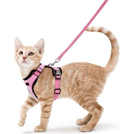 Harnais pour chat - Réfléchissant - Ajustable - Taille S - Bleu ciel