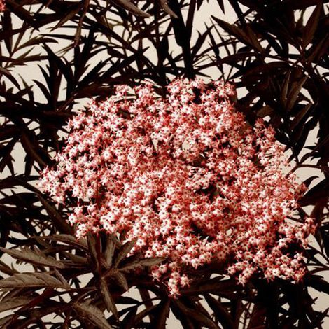 Sureau noir 'Black Lace' 'Black Lace' ('Eva') - 40-50 cm pot (1/5)
