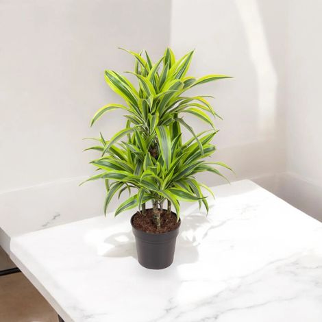 Gardenaria Dracaena fragrans 'Lemon Lime' - Pianta da interno ornamentale - Altezza: 130/140 cm (vaso 22) (1/5)