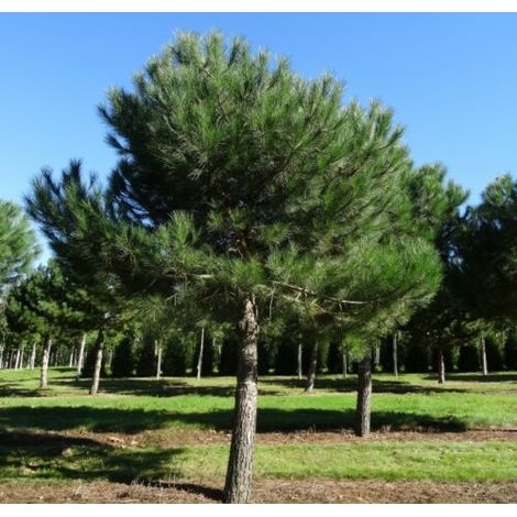 Pino da pinoli domestico "Pinus pinea" pianta in vaso ø9 cm h. 30/50 cm