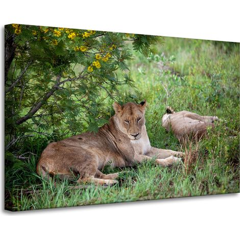 Leinwanddruck Tiere Löwinnen 90x60 cm