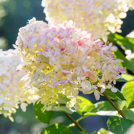 Hortensia paniculata phantom - Hydrangea paniculata phantom Pot 3L (1/2)