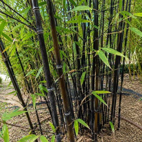 Gardenaria Bambù Nero - Phyllostachys nigra - Bambù ornamentale da esterno - Altezza: 150/200 cm (vaso28)