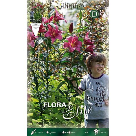 BULBI AUTUNNALI LILIUM GIGANTE PURPLE PRINCE CONFEZIONE 2 BULBI BULBS BULBES