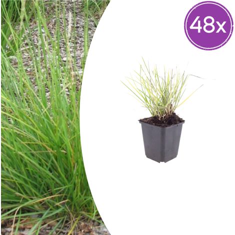 Lot de 48 Sesleria autumnalis - Graminée Ornementale pour Massif et Rocaille - Pot Ø9cm - 10-25 cm - PANGIVO (1/5)