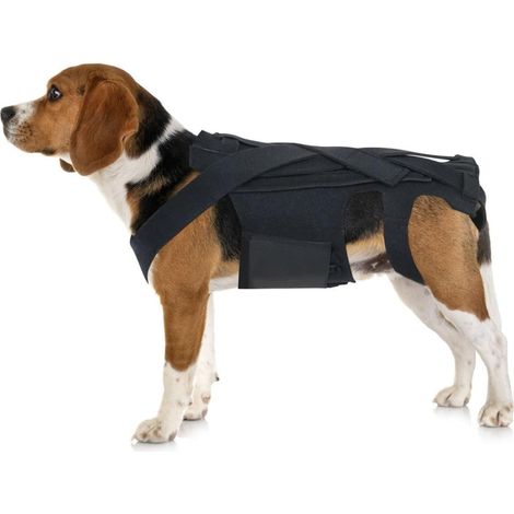 Ceinture de soutien dorsal pour chiens, orthèse, rééducation, taille M, noire (1/5)