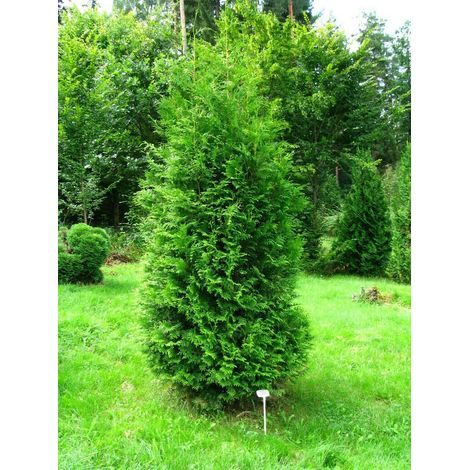 Tuia "Thuja occidentalis Brabant" pianta da siepe sempreverde in vaso 10 cm