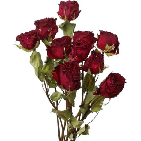 Bouquet de Fleurs séchées Naturelles, 10 Roses séchées Rouges pour la décoration de Mariage et la décoration d'intérieur de couronnes de Fleurs. (1/5)
