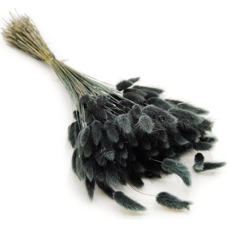 Lagurus secos - Lagurus negros