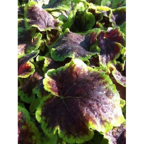 Heucherella 'Solar Eclipse' Godet de 8/9 cm (1/4)