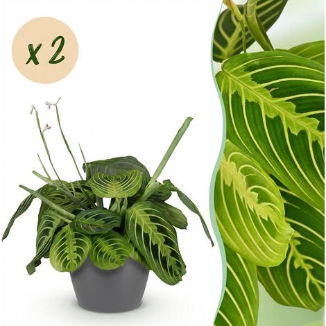 Maranta Fascinator Lemon Lime - Lot de 2 Plantes d'Intérieur avec Pots Gris - 25 cm - Ø 12 cm - PANGIVO (1/5)