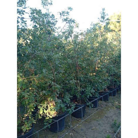 QUERCUS PUBESCENS MULTITRONCO 40