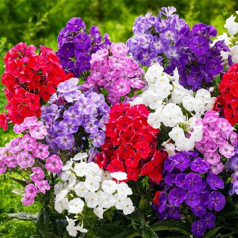 Lilas d'automne - Plante rustique d'extérieur - Phlox paniculata - Lot de 5 - Plante de jardin - Multicolore - Plante d'extérieur (1/5)