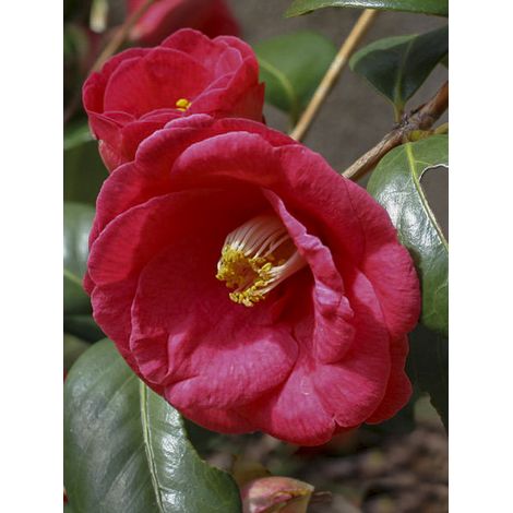 Camélia du Japon 'Adolphe Audusson' Pot de 4L/5L (1/2)