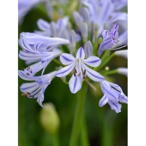 Agapanthe 'Charlotte' Godet de 8/9 cm (1/2)