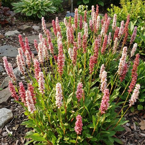 Bloomique - Lot de 3 - Persicaria 'Darjeeling Red' - Renouée - Floraison abondante - Rustique - Vivace - Hauteur 10-20 cm - Pot 9 cm