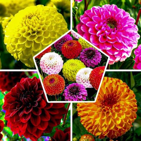Dahlia - Boule de marbre - Bulbes de fleurs - 5 pièces - Multicolore - Bulbes de fleurs - Tubercules pour le jardin (1/5)