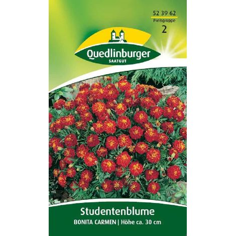 Studentenblume ta Carmen, einjährig, für Beet & Balkon (1/2)