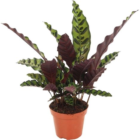 Calathea Insignis Plante d’Intérieur Feuillage Décoratif Pot 12 cm Hauteur 50 cm - PANGIVO (1/4)