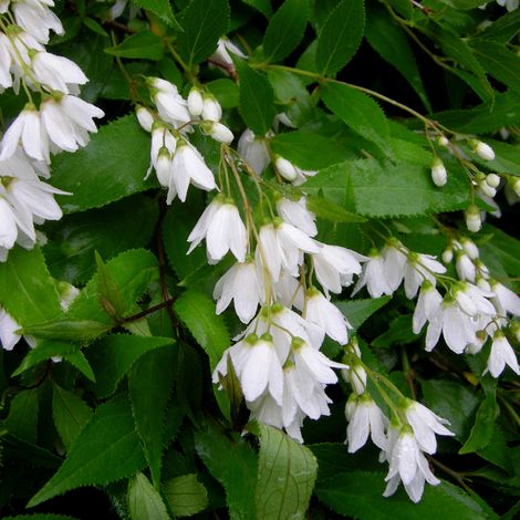 Deutzie gracile  - Deutzia gracilis 'Nikko'  - 25-30 cm pot