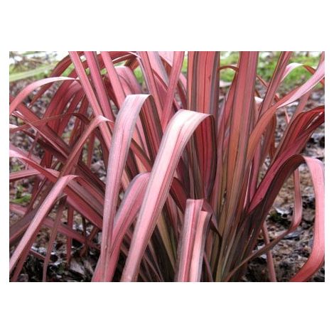 Vivaio Garden Forest – Phormium Tenax 'Pink Panther' h 90cm – Plante vivace carmin bordée de vert – Adaptée à divers types de sols – Pour rocailles et plantations en groupe
