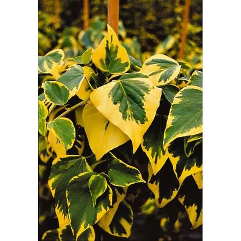Gardenaria Edera - Hedera colchica 'Dentata Variegata' - Pianta rampicante ornamentale da esterno - Altezza: 180/200 cm (vaso 24) (1/2)
