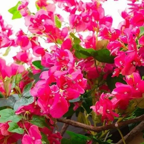 Branches de Bougainvillea artificiel en soie rose rouge [120cm] avec tiges en fil métallique pour décoration de mariage (1/5)