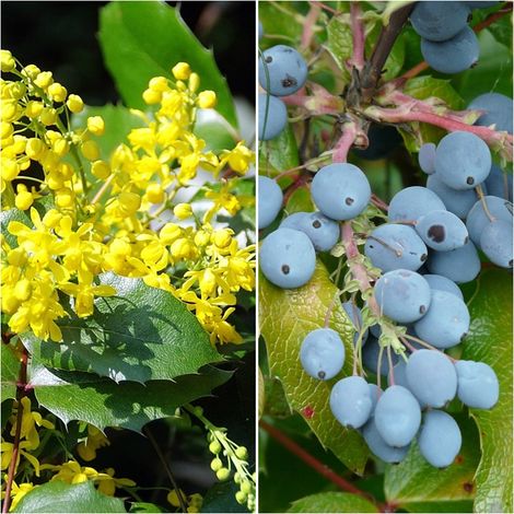 Semillas de Uva de Oreg�n. Mahonia Aquifolium. 10 Gramos