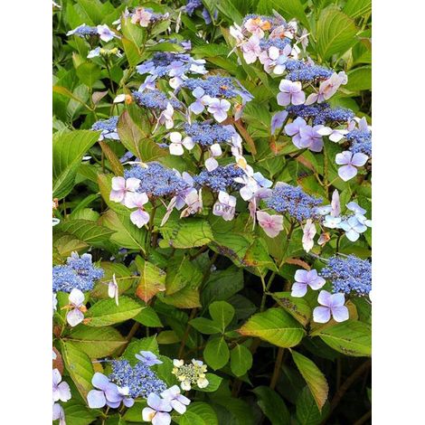 Hortensia 'Mariesii Perfecta' Pot de 2L/3L (1/4)