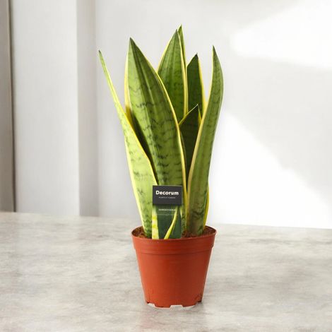 Gardenaria Sansevieria trifasciata 'White Snow' - Pianta da interno ornamentale - Altezza: 30 cm (vaso 12) (1/5)