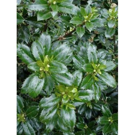Houx 'Heckenpracht'® Pot de 2L/3L (1/3)