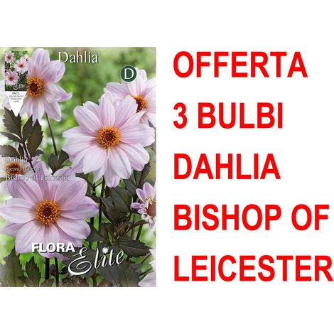 OFFERTA 3 BULBI DAHLIA PEONYFLOWERING BISHOP OF LEICESTER BULBS