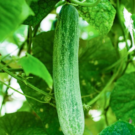 Plant concombre gynial en pot – Fruits savoureux et croquants – Production française – Pot carré 9 cm recyclable