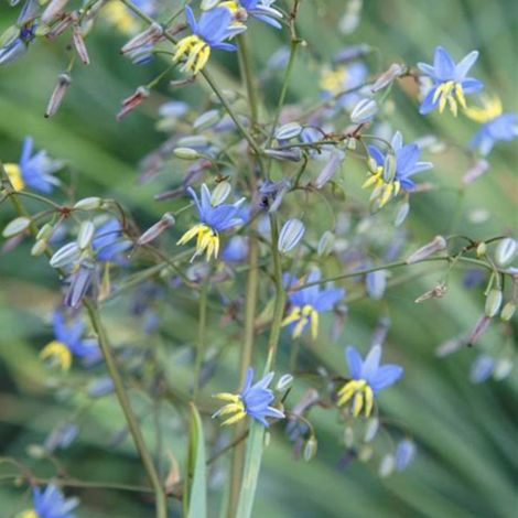 Dianella Coolvista' - Dianella revoluta Coolvista' pot 2L (1/2)
