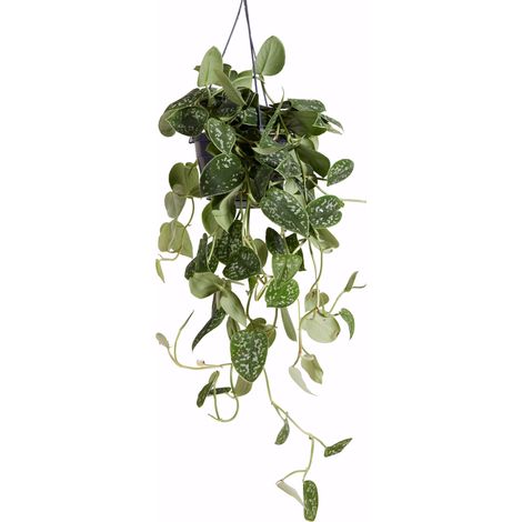 Bloomique - Scindapsus Pictus - Silvervine - Plante retombante - Convient également comme plante grimpante - Plante d'intérieur - Purificateur d'air - Facile d'entretien - Hauteur 20-25 cm - Pot 15 cm