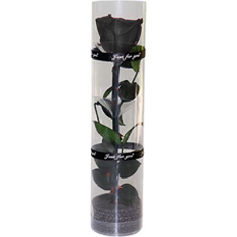 Une véritable rose préservée, rose éternelle, rose durable, rose à floraison éternelle (1/5)