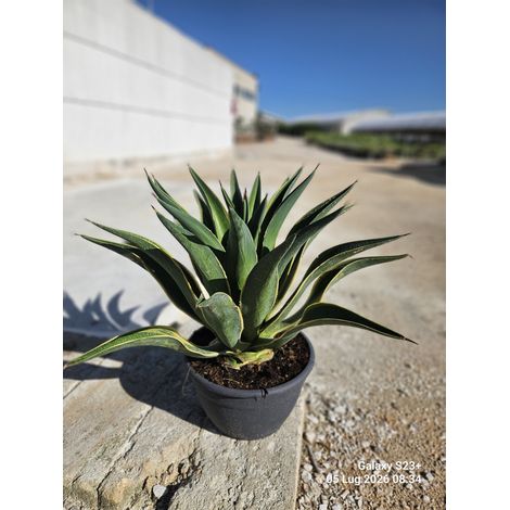 AGAVE DESMETTIANA VARIEGATA CIOTOLA 30 (1/3)