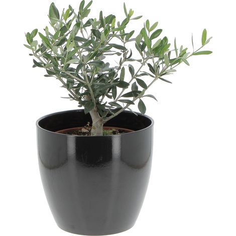 Olivo Bonsai con Vaso in Ceramica Schwarz - Olea Europaea - Piante Vere da Interno e Esterno - H 35-40 cm Vaso Ø 20 cm