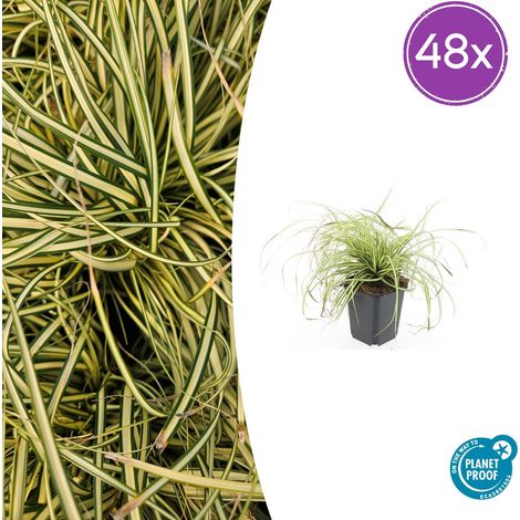 Lot de 48 Carex oshimensis 'Evergold' Graminée Ornementale Couvre-sol Vert et Doré Ø9cm - PANGIVO (1/5)
