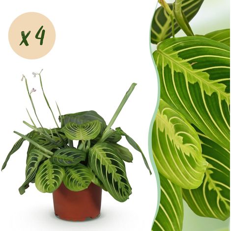 Maranta Fascinator Lemon Lime Plante à Prière Amie des Animaux Lot de 4 Pots Ø 12 cm H 30-35 cm - PANGIVO (1/5)