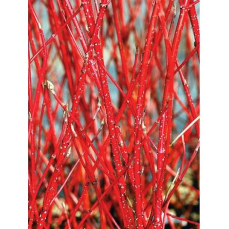 Cornouiller blanc 'Baton Rouge®' Pot de 2L/3L