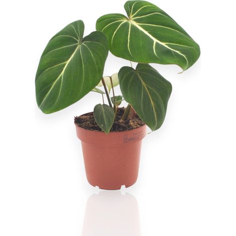 Gardenaria Philodendron gloriosum - Pianta da interno ornamentale - Altezza: 30 cm (vaso 12) (1/5)