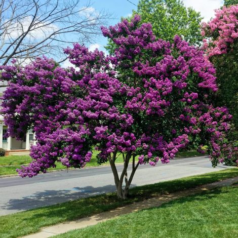 Lagerstroemia indica Viola "Powhatan" pianta in vaso  17 cm