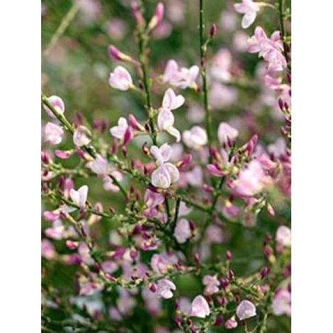 Genêt 'Moyclare Pink' Pot de 4L/5L