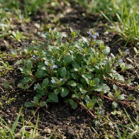 Bugle reptans 20cm Godet 9cm - Ajuga (1/4)