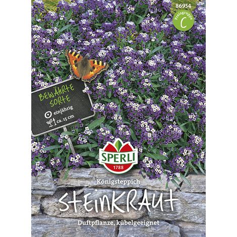 Sperli Steinkraut Duftsteinrich Königsteppich - Blumensamen (1/2)