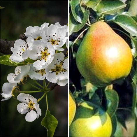 Planta Frutal Peral Decana del Comicio. Pera Dulce y Jugosa. 80 - 100 Cm