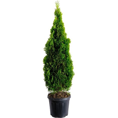 Thuja Smeraldo - Thuja Occidentalis Golden Smaragd - Piante Vere da Esterno Sempreverdi - H 125-150 cm Vaso Ø 28 cm