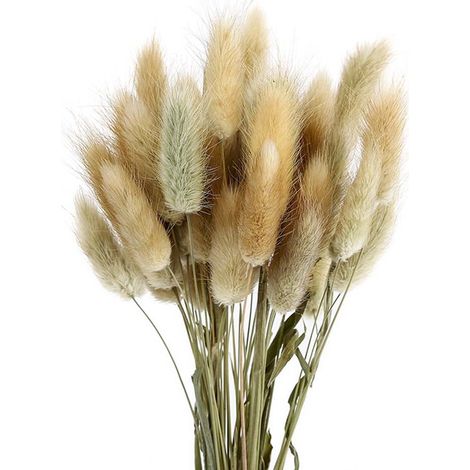 Rabbit Tail Grass - Natural Dried Grass Bundle - 50 Pcs - 45 cm Tall - Original Color - Home Wedding Decorative Floral Arrangement (1/5)