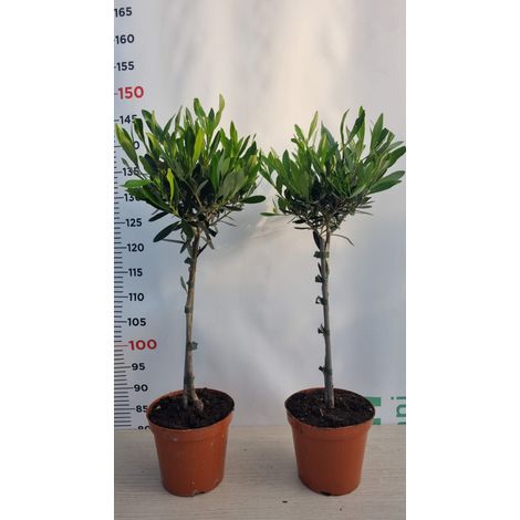 PIANTA DI ULIVO BONSAI VASO 15 CM ALTEZZA 40/45 CM MINI ALBERELLO ( foto reali)